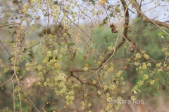 Anogeissus acuminata